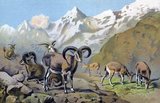 The bharal or Himalayan blue sheep, Pseudois nayaur, is a caprid found in the high Himalayas of Nepal, Tibet, China, India, Pakistan, and Bhutan. Its native names include bharal, bharar and bharut in Hindi, Na or Sna in Ladakh, Nervati in Nepali and Nao or Gnao in Bhutan. The bharal has horns that grow upwards, curve out and then towards the back, somewhat like an upside down mustache. The bharal was the focus of George Schaller's and Peter Matthiessen's expedition to Nepal in 1973. Their personal experiences are well documented by Matthiessen in his book, The Snow Leopard. The bharal is a major food of the snow leopard.